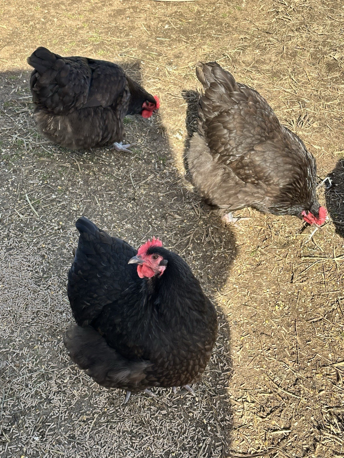 English Chocolate Orpington Hatching Eggs 12+