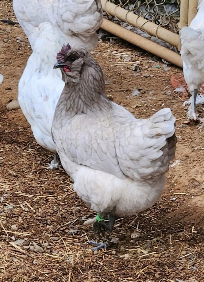 12+ *RARE* Dun Line Color Mudd Eggers! (Moss/Olive) Hatching Eggs!!