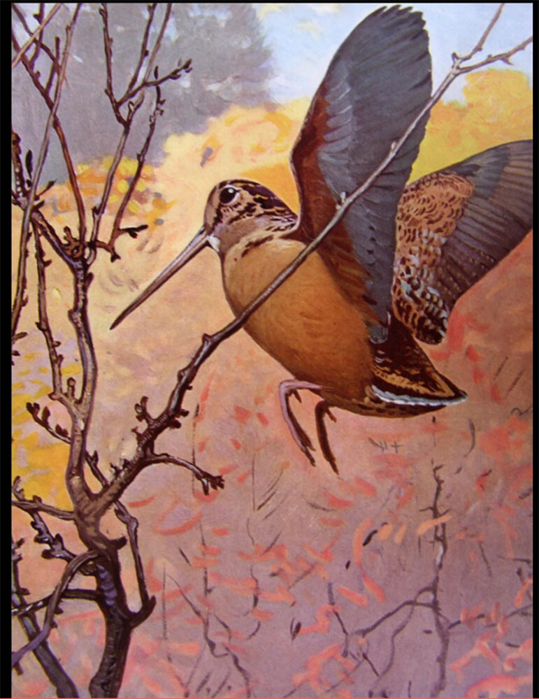 Woodcock by Lynn Bogue Hunt