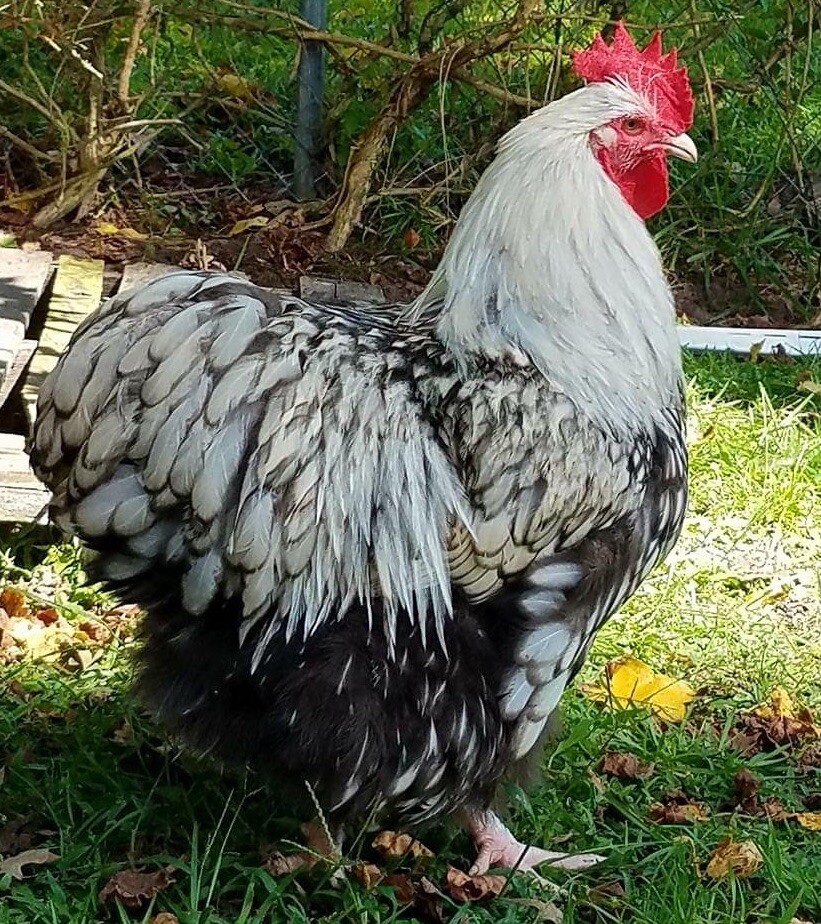 12 Hatching Eggs -  English orpington, Polish, Cochin…