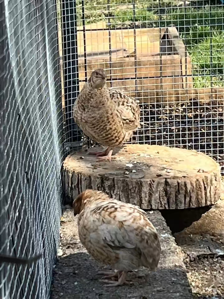 20 Rare JUMBO Celadon quail hatching eggs NPIP Tested