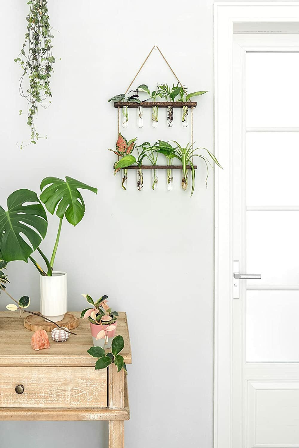 Hanging Plant Propagation Set