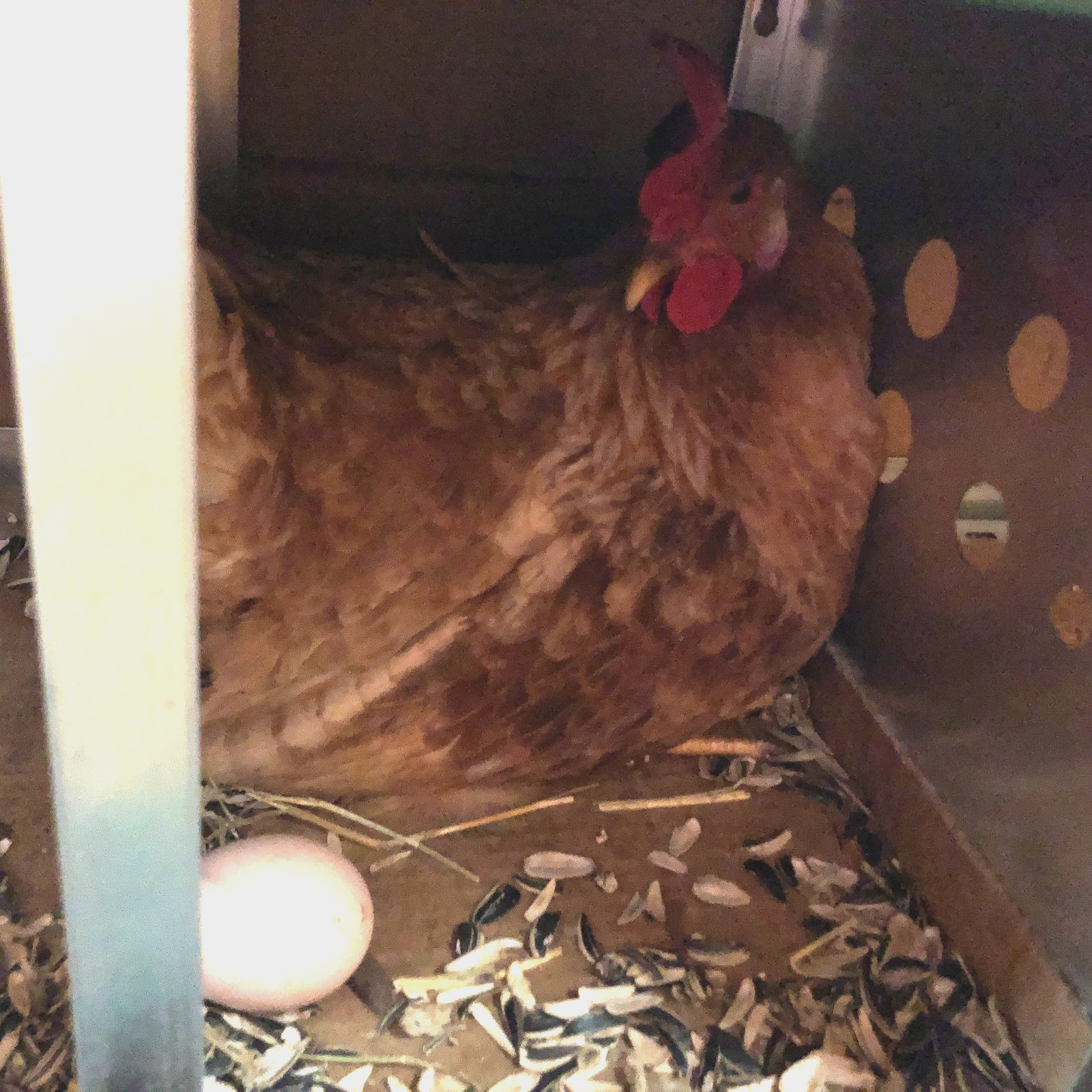 11+ Fertile Chicken Hatching Eggs BarnyardMix/Crested/Easter/Rare Breed Possible