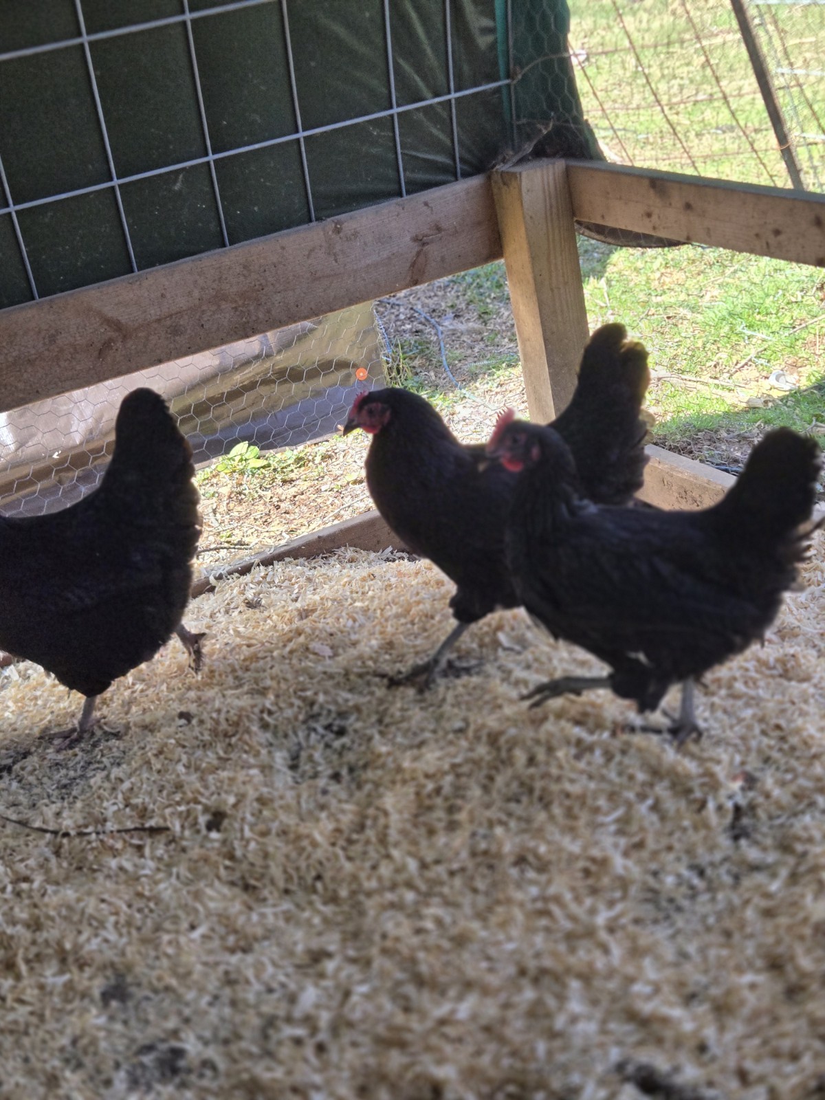 Black Australorp Purebred Chicken Hatching Eggs 6 Plus 2 Extra