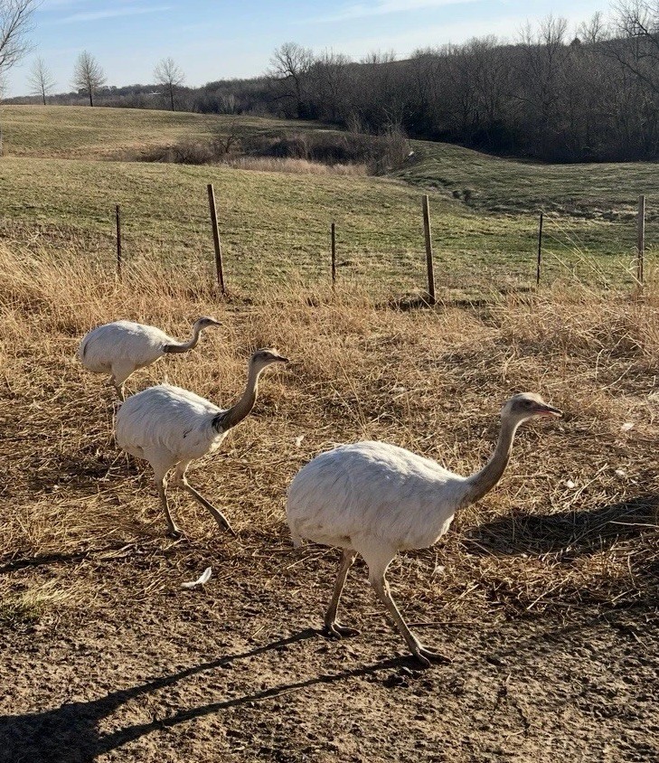 *4* White Rhea Hatching Egg’s LAYING NOW 🚨🐣
