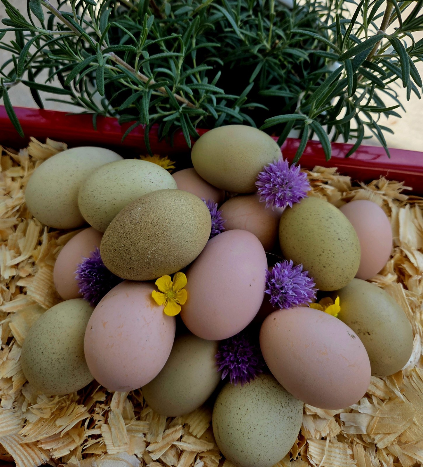 GORGEOUS PINK & OLIVE/MOSS GALAXY pattern! Hatching Eggs. Fresh & Fertile