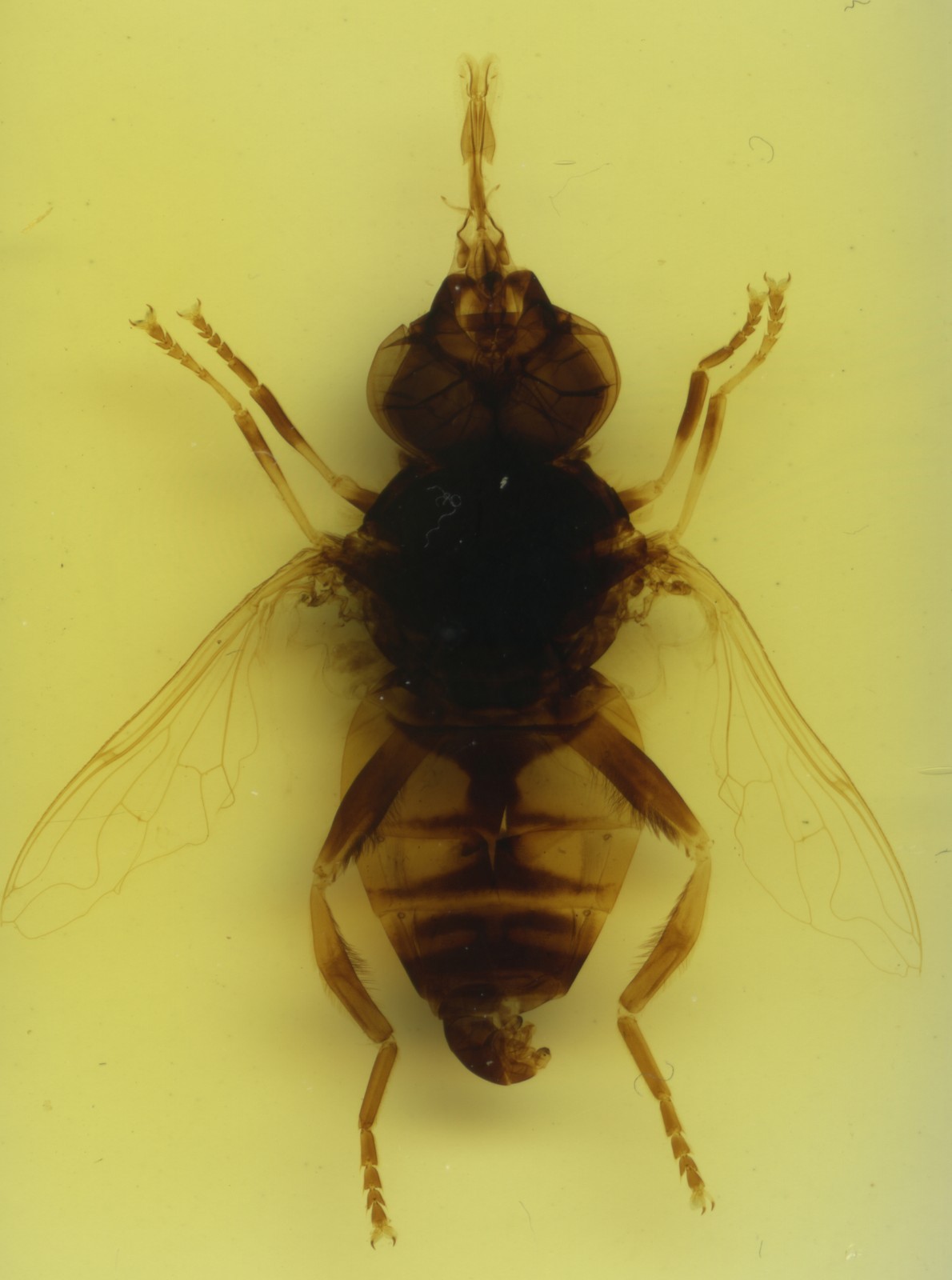 Antique Microscope slide - Clarke & Page - Hover Fly , Insect, Entomology