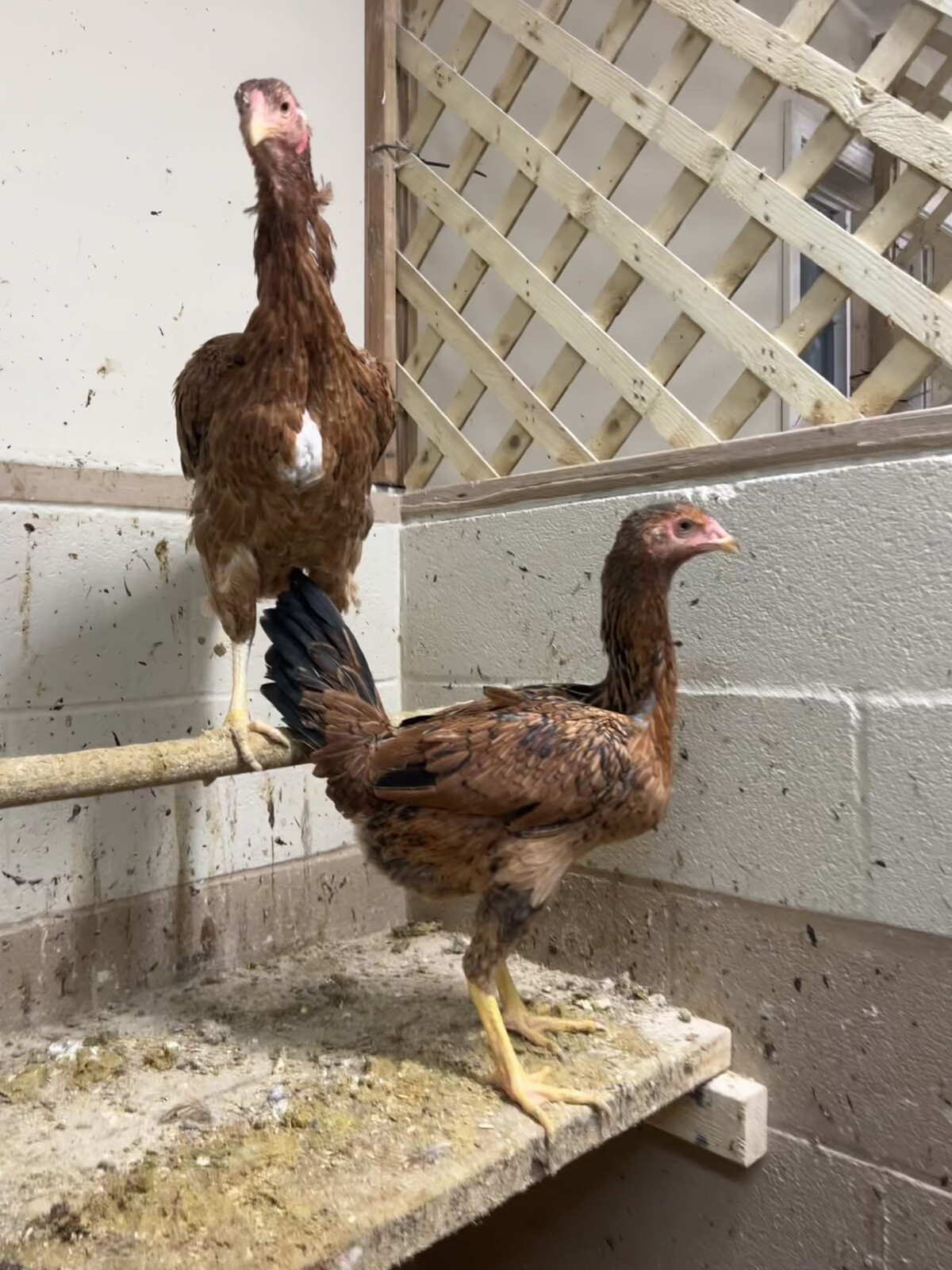 Indio Gigante 1 Dozen Hatching Eggs See Description For Shipping Timeframe