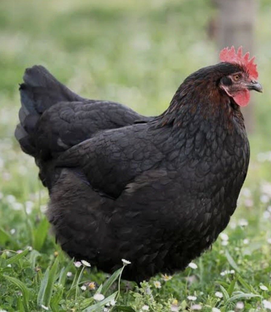 12 (BBS) Maran Hatching Eggs