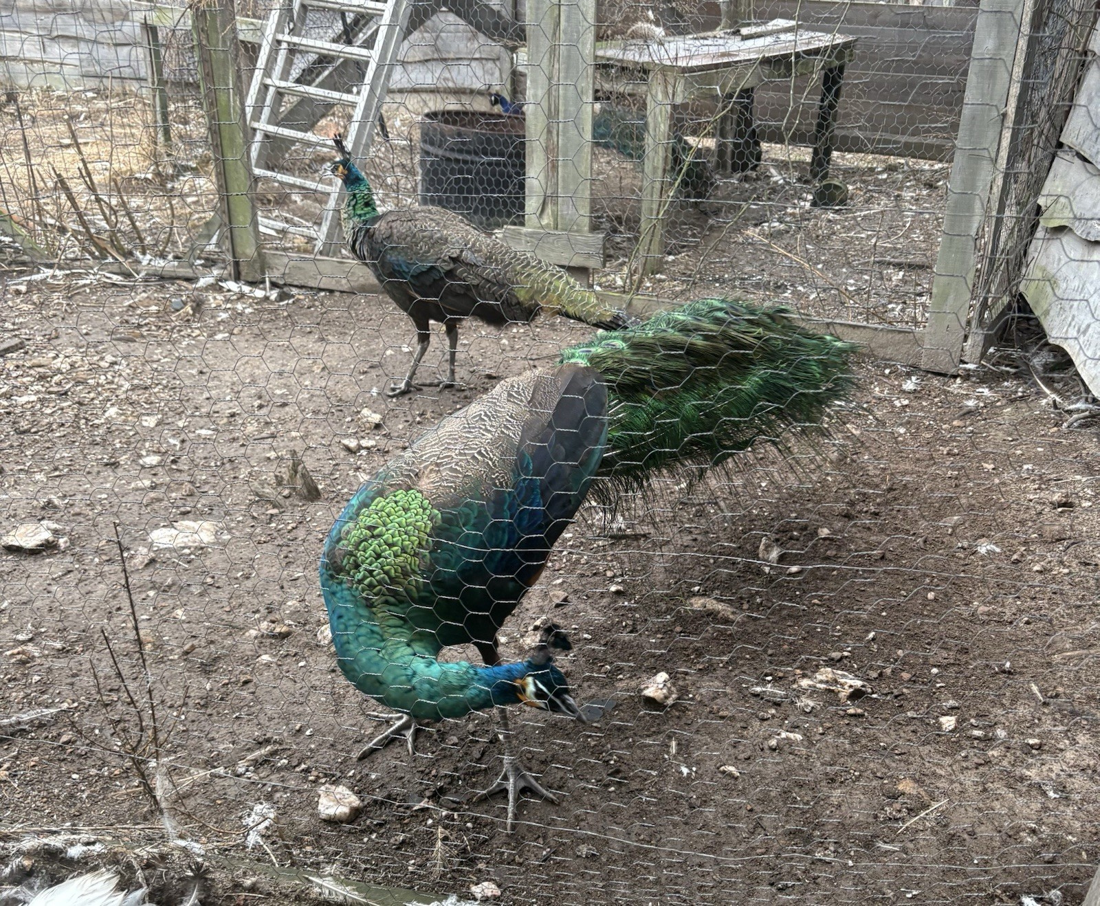 3 Java Green Purple Spaulding hatching eggs.