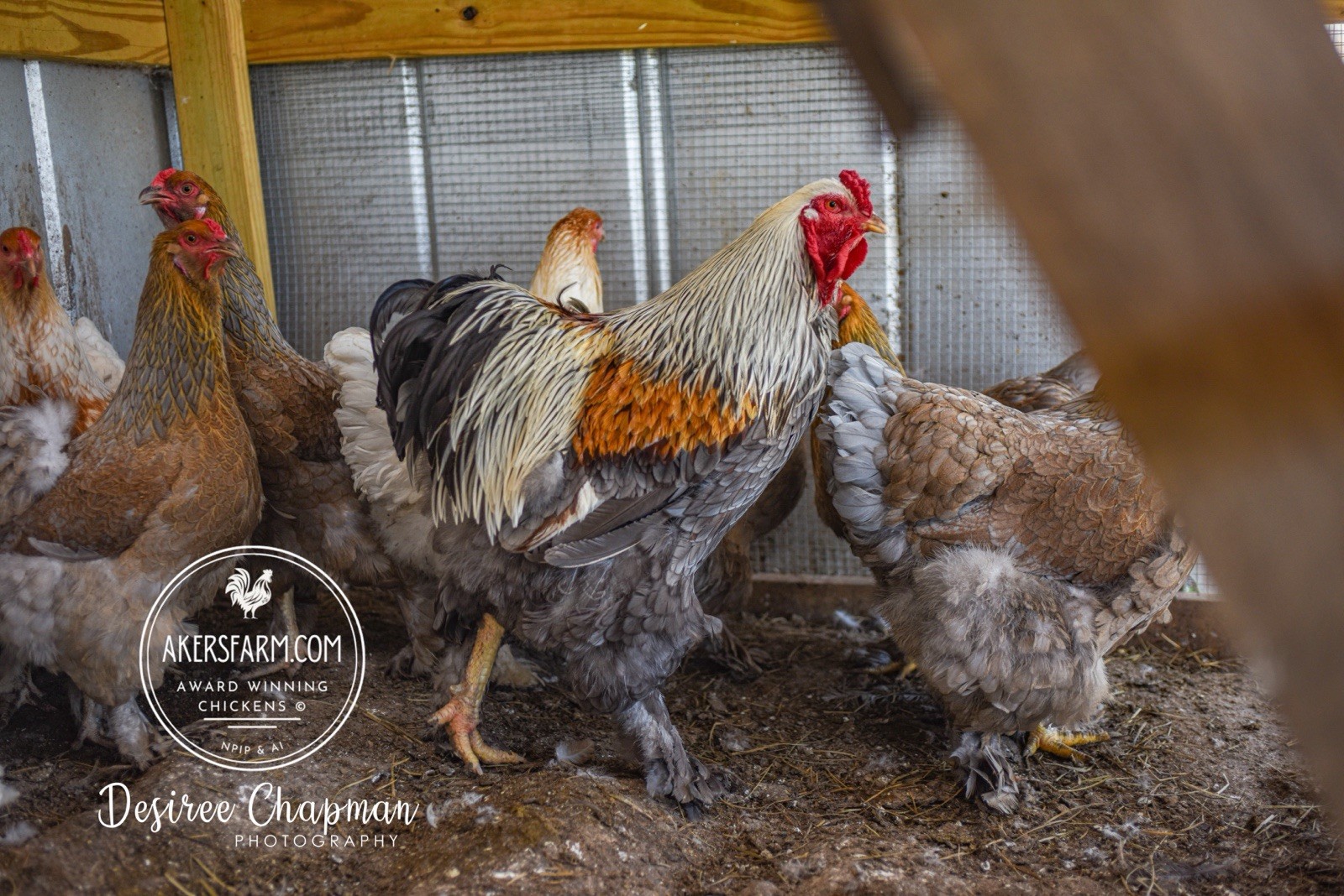 6+ Blue/Black/Splash SILVER/GOLD Partridge Brahma Hatching Eggs