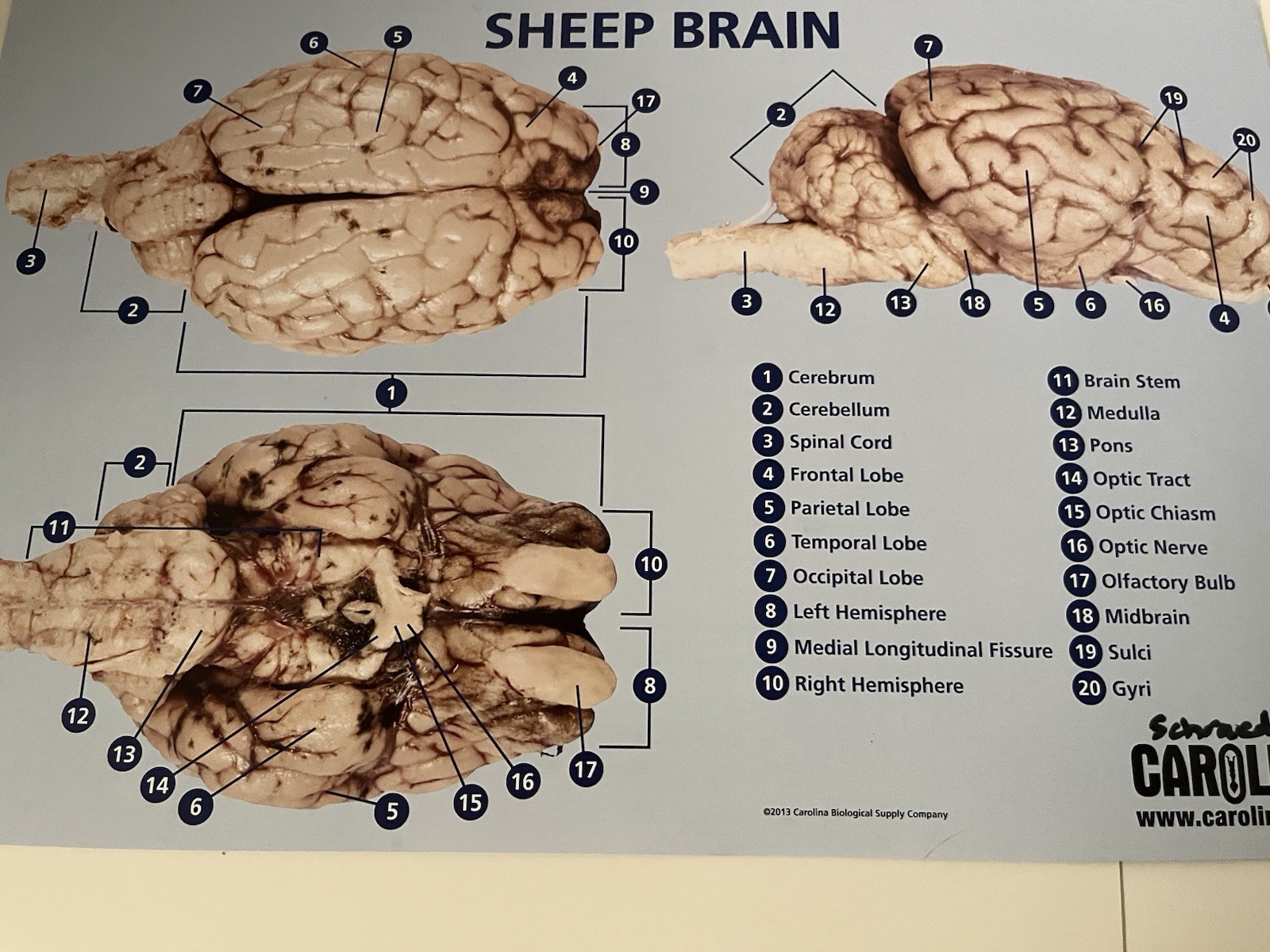 Anatomy Carolina® Sheep Brain Dissection Mat VGUC