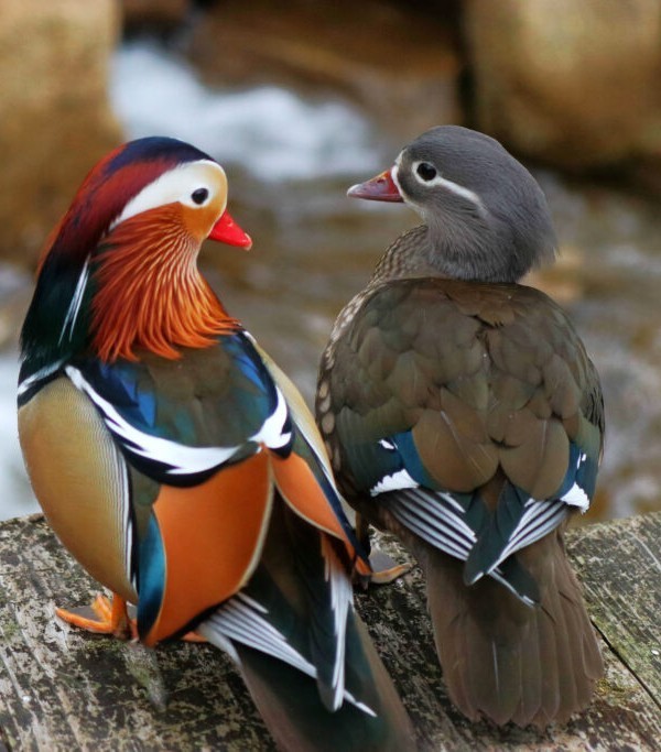 1 Regular SPLIT TO WHITE SINGLES Exotic Mandarin Duck Hatching Eggs PRESALE