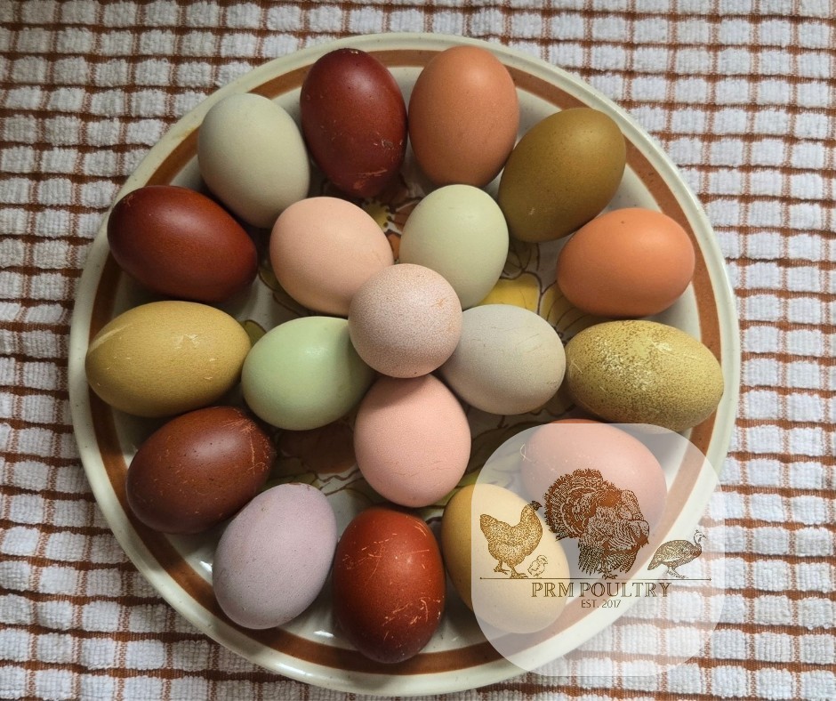 (6) Assorted Rainbow Hatching Eggs