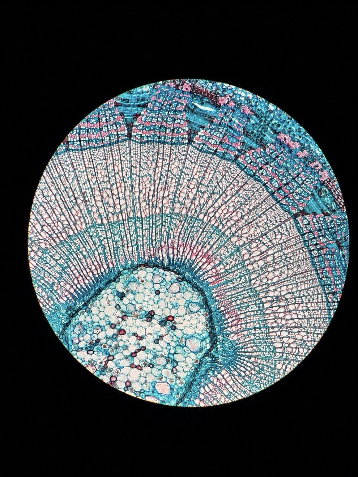 Olympus BH2/BHS Trinocular 100W Polarizing Microscope + MTV-3 + S-Plan Optics
