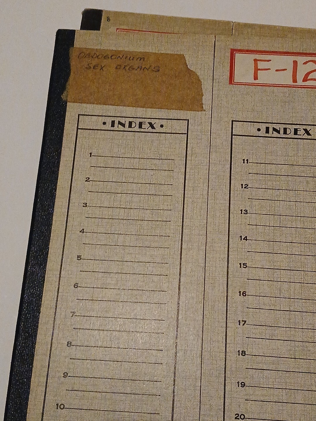 microscope slides - CRAYFISH, EARTHWORM, SEX ORGANS