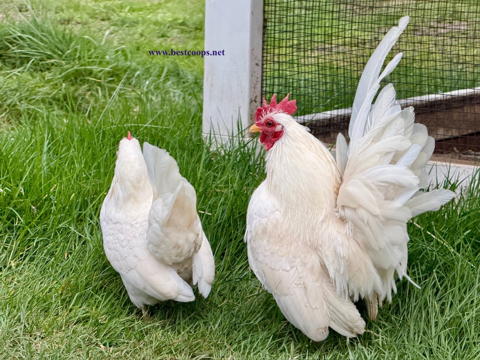 10+ White Serama Fertile Chicken Hatching Eggs