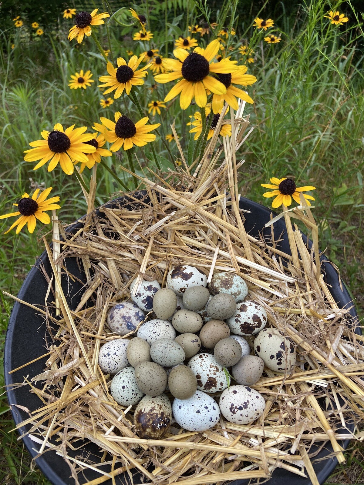 6 Coturnix and 6 Button Quail - 12 Hatching Egg Beautiful Color Variety Mix