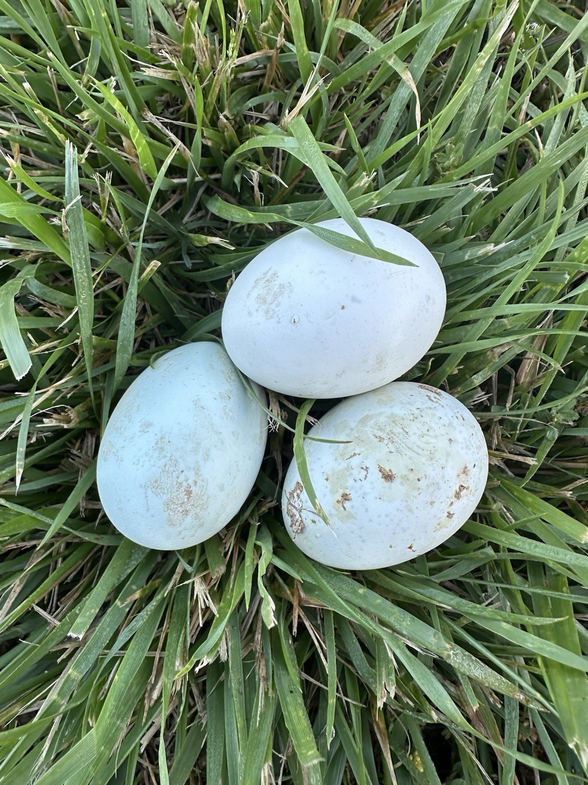 (12) Easter Egger Hatching Eggs