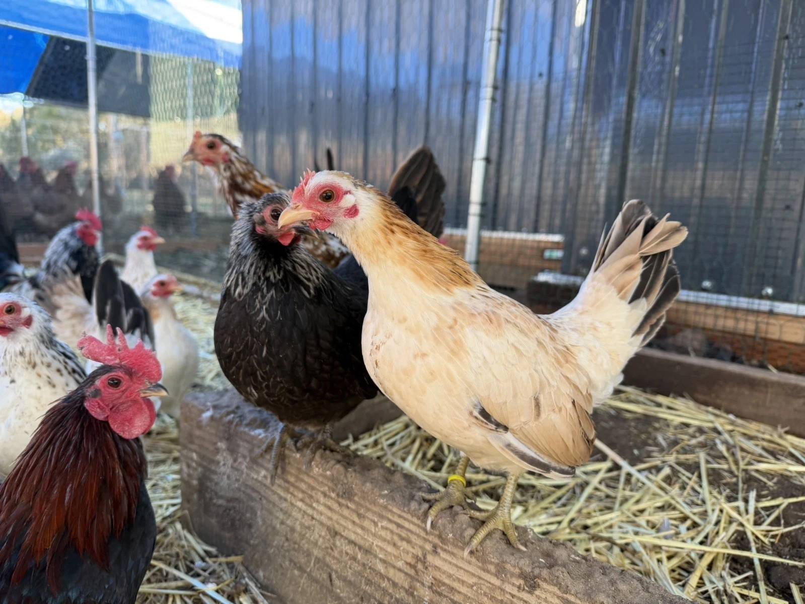 10+ Fertile Serama Chicken Hatching Eggs NPIP/AI/PT Clean Secure Foam Packaging