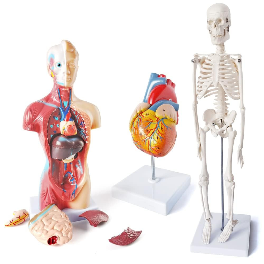 Medical Anatomy Model Set, Human Torso Heart and Skeleton Model Set of 3, Detach
