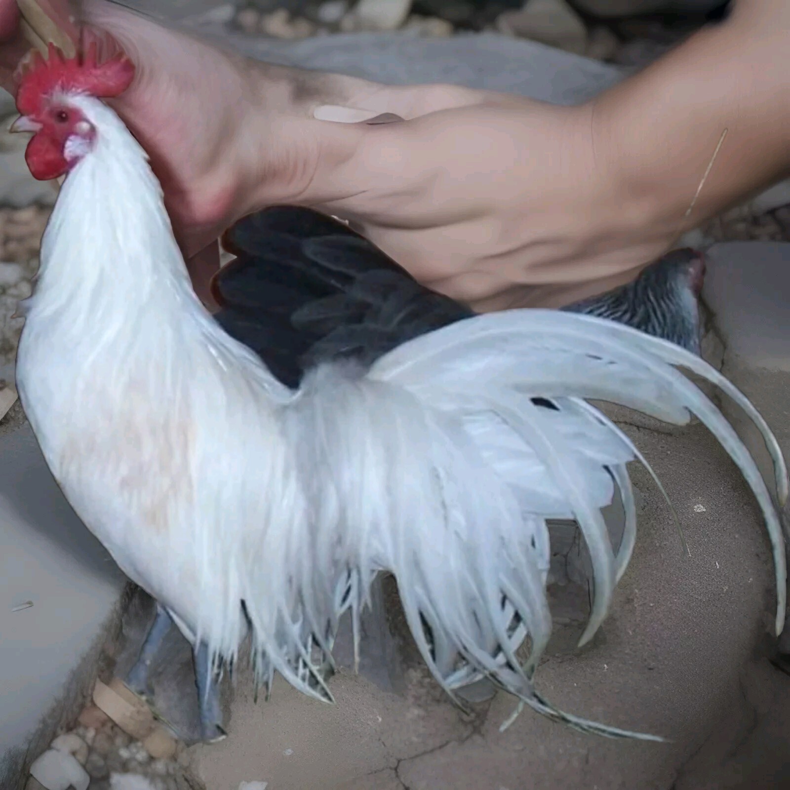 6 Pure bantam Phoenix Chicken hatching eggs