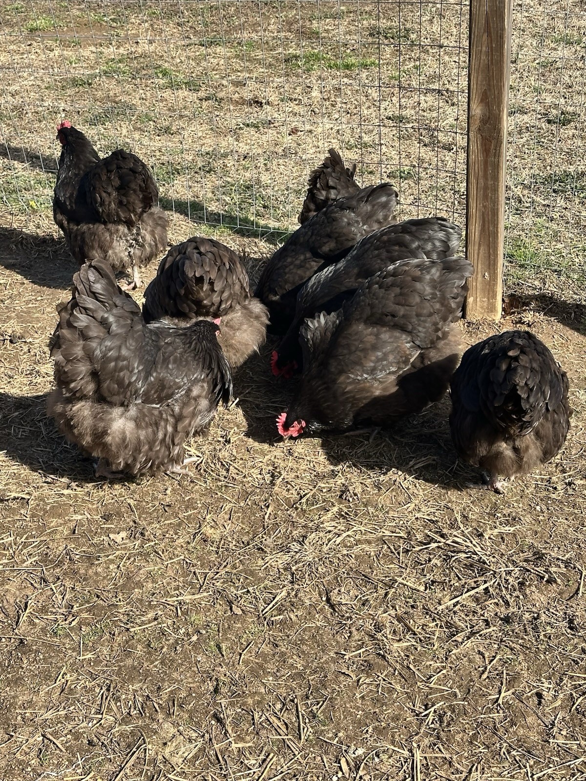 English Chocolate Orpington Hatching Eggs 12+