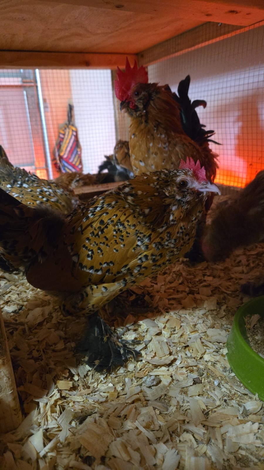 Belgian Bearded Mille Fleúr D'uccle Hatching Eggs (12+) NPIP Certified