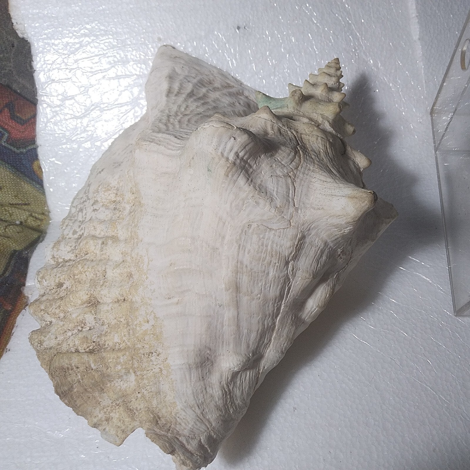 Acclimation Breeder Box (Fish,Quarantine) & Belizian Conch Shell,Aquarium Bundle