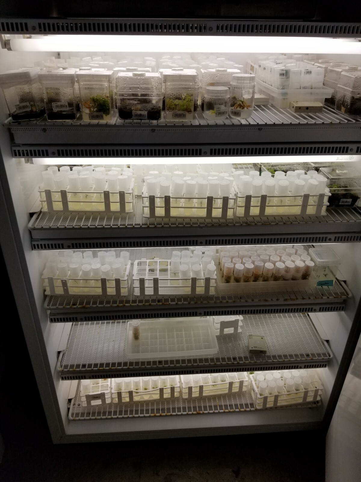 Microclone Tissue Culture Tissueponics Multkit-mT meta Topolin Cannabis Storage