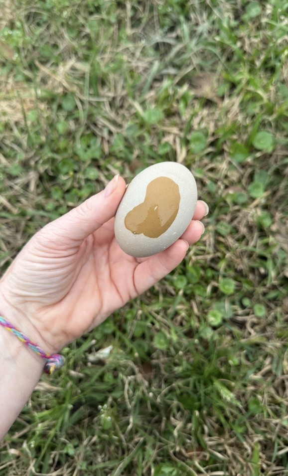 12+ Multigeneration Olive Egger Hatching Eggs Heavy Blooms/Speckles F1, BC1, BC2