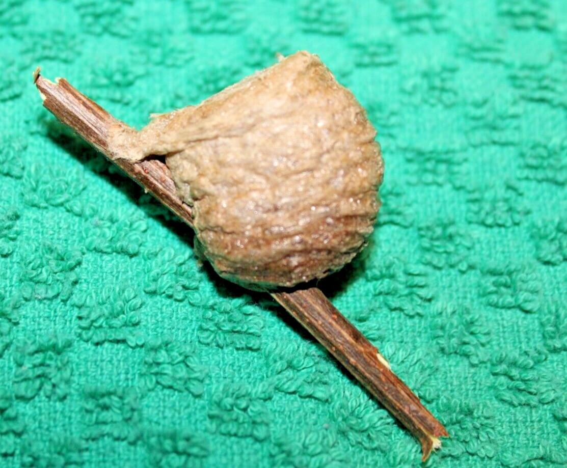 THREE PIECES LIVE PRAYING MANTIS EGG CASE OOTHECA FOR 2026 HATCHING