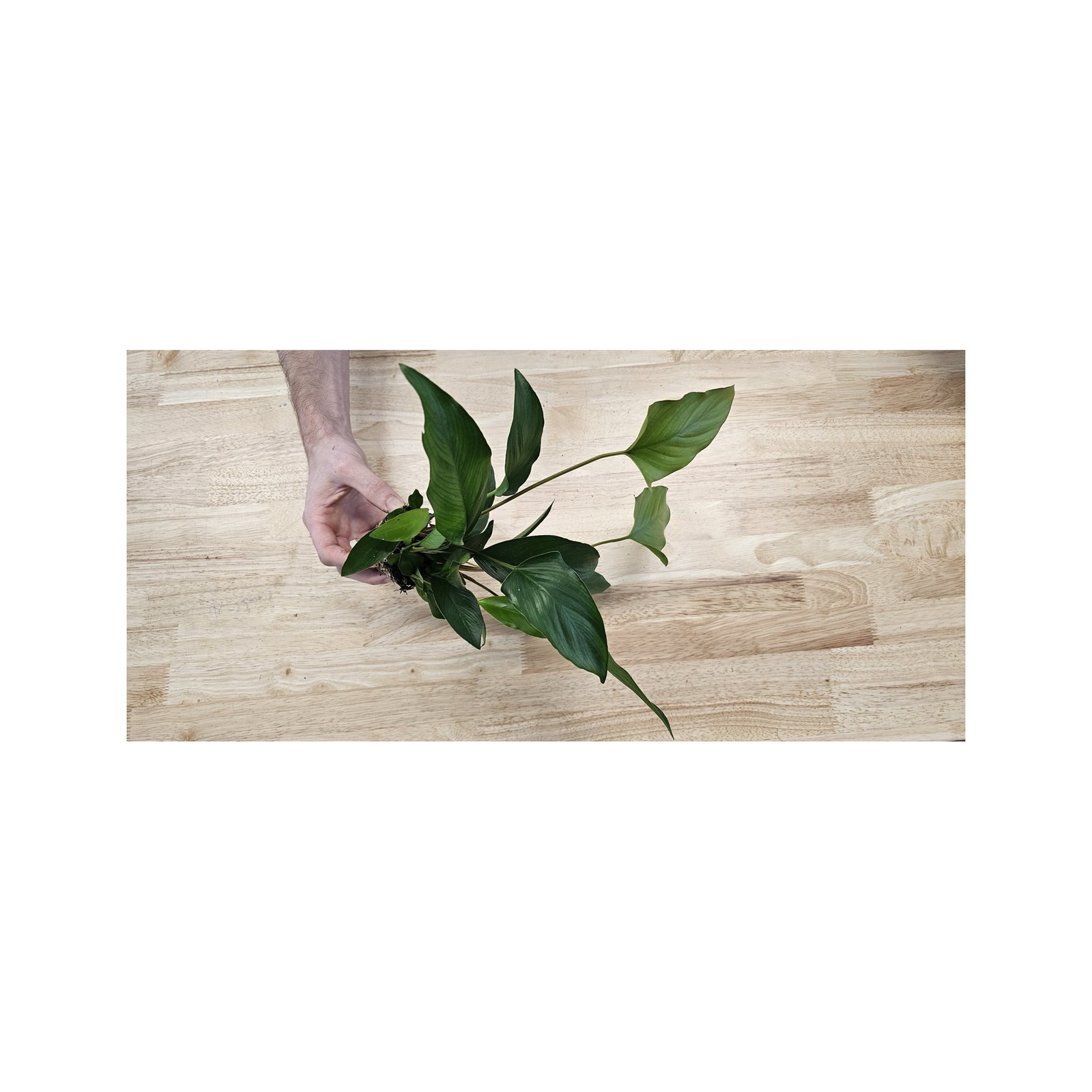 Anubias Starter Bundle (3-Pack) – Medium to Large Live Aquarium Plants