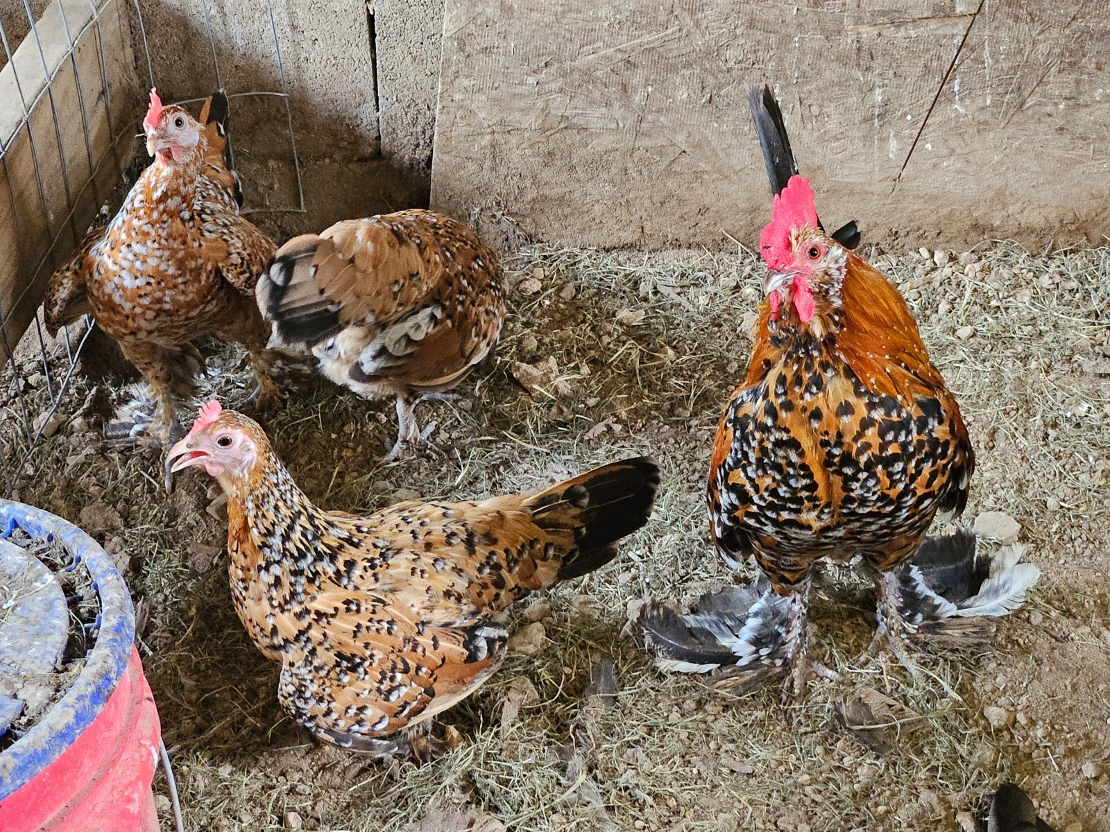 4 Mille Fleur D'Uccle Bantam Hatching Eggs