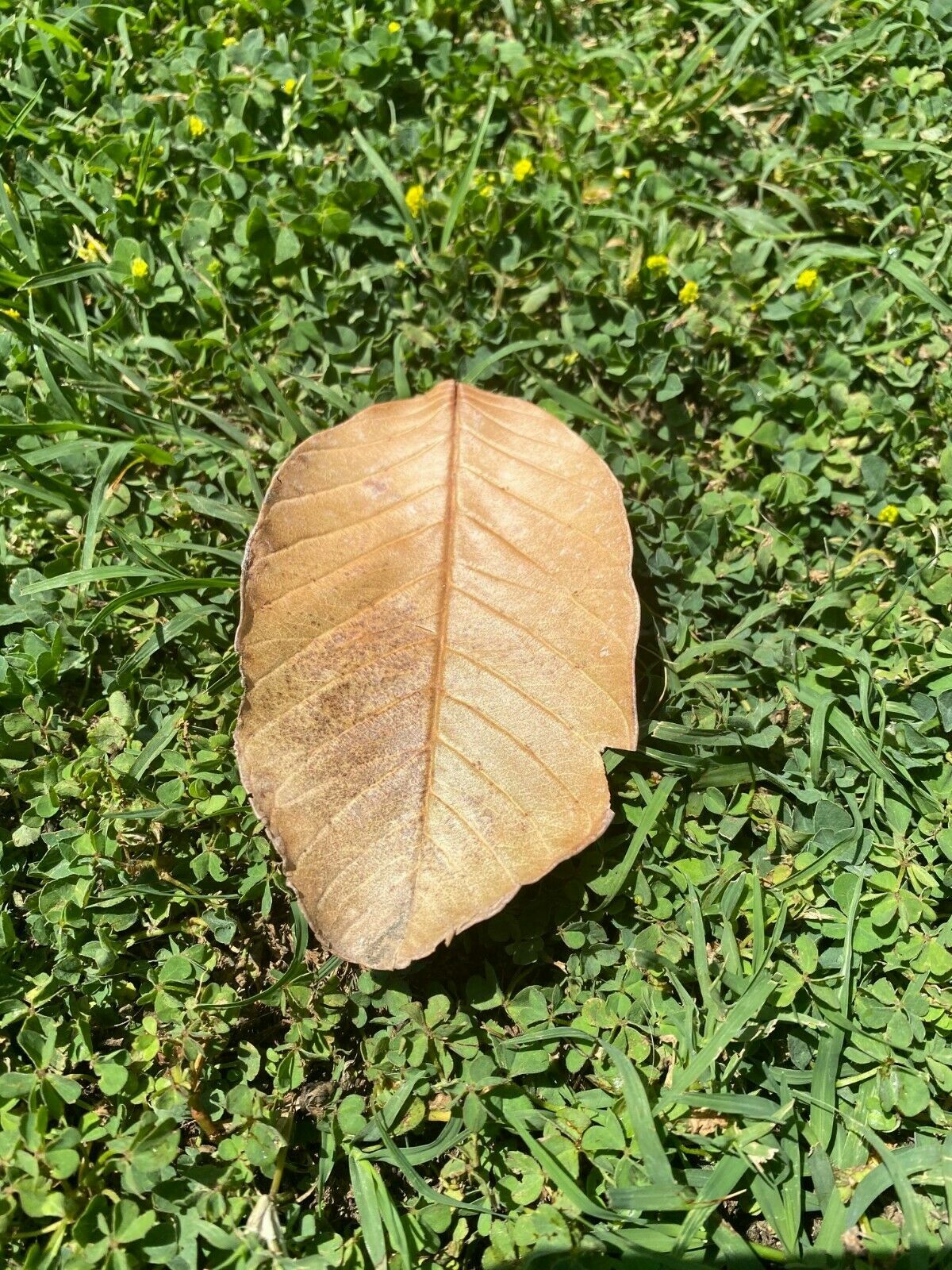 Dry Guava Leaves Supplemental Antibacterial Food For Fish & Ornamental Shrimp
