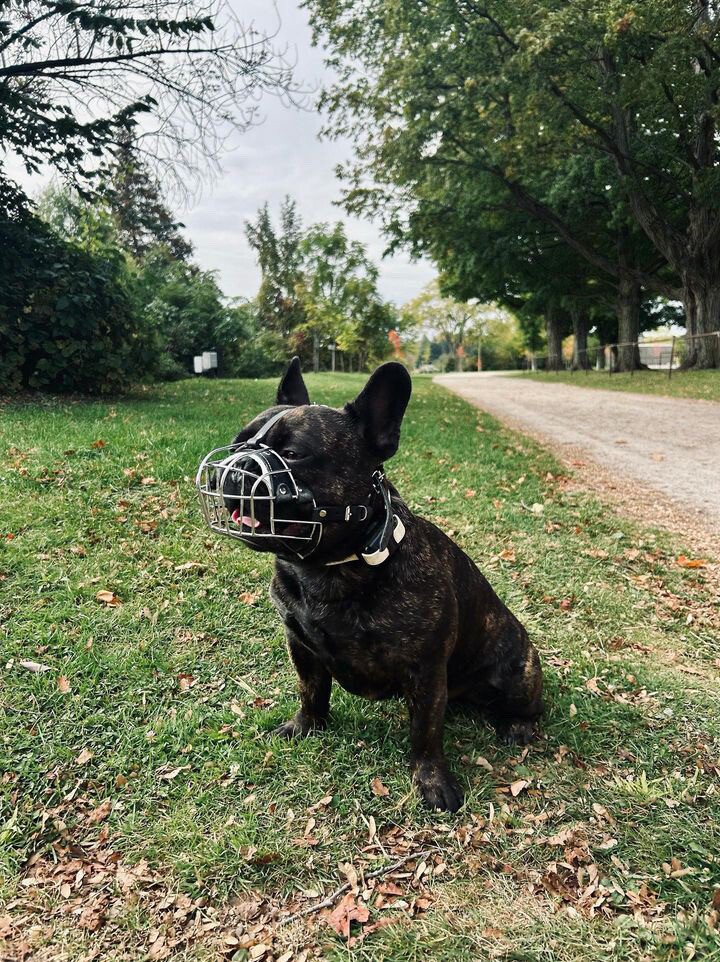 Best Basket Muzzle for French Bulldog | Basket Muzzle for Frenchies