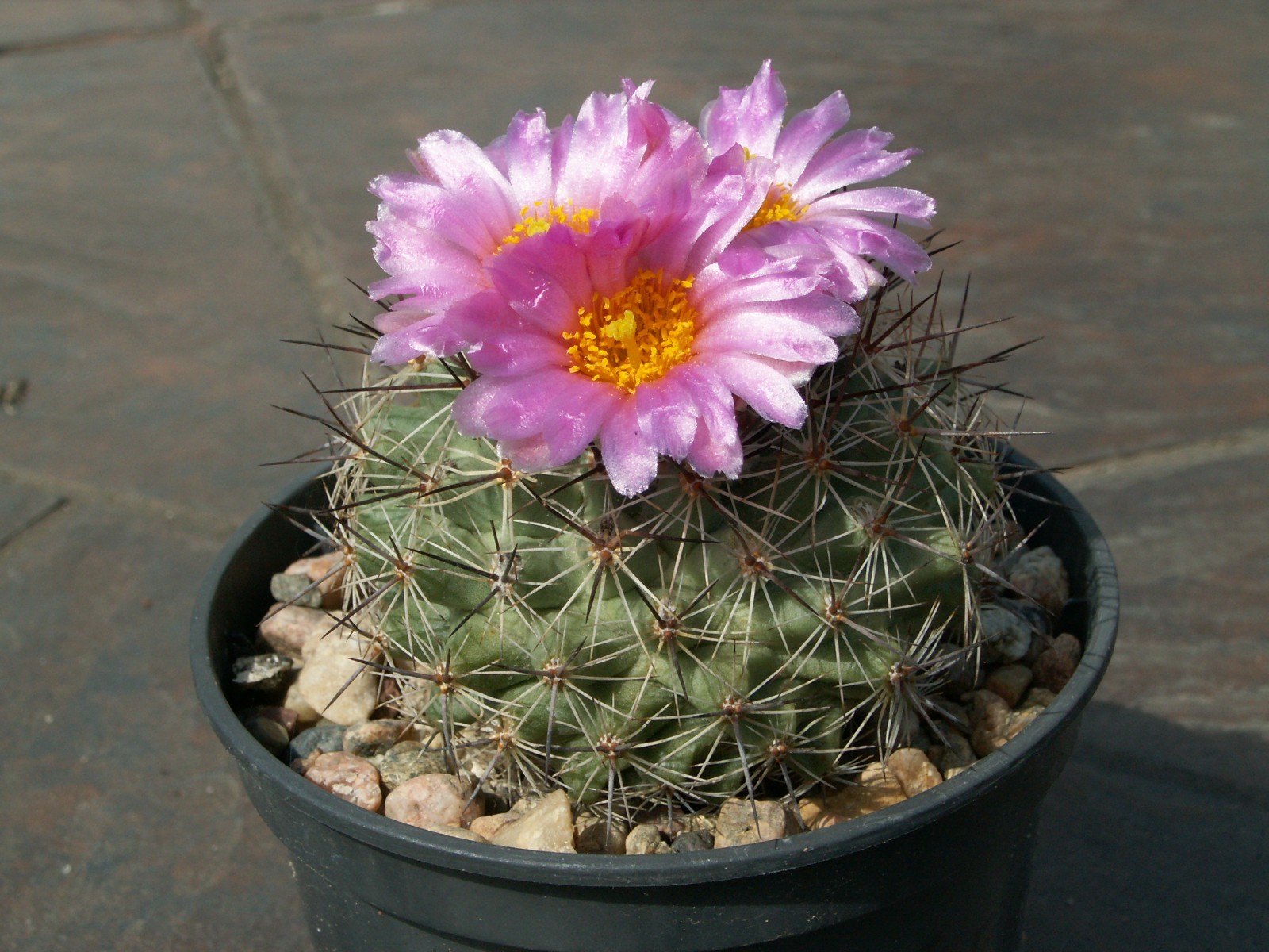 Pediocactus nigrispinus ssp. indranus FH 4 - 10 seeds, seeds - VERY RARE!