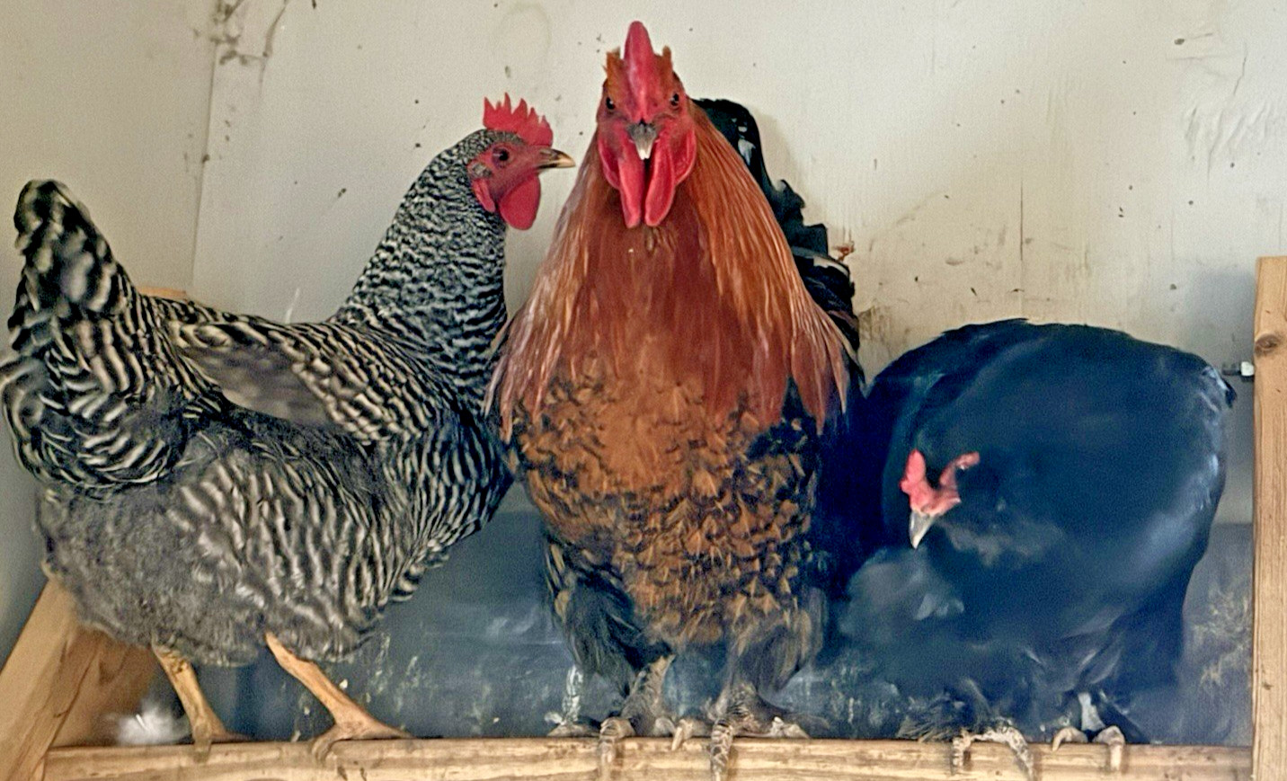 16++ Chicken Hatching Eggs ~Barnyard Mix~ Rainbow Egg Layers ~ Premium Breeds