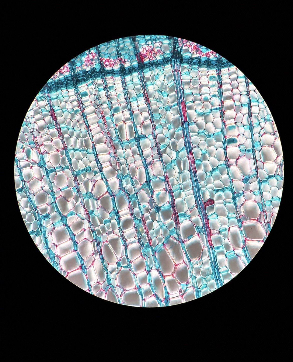 Olympus BH2/BHS Trinocular 100W Polarizing Microscope + MTV-3 + S-Plan Optics