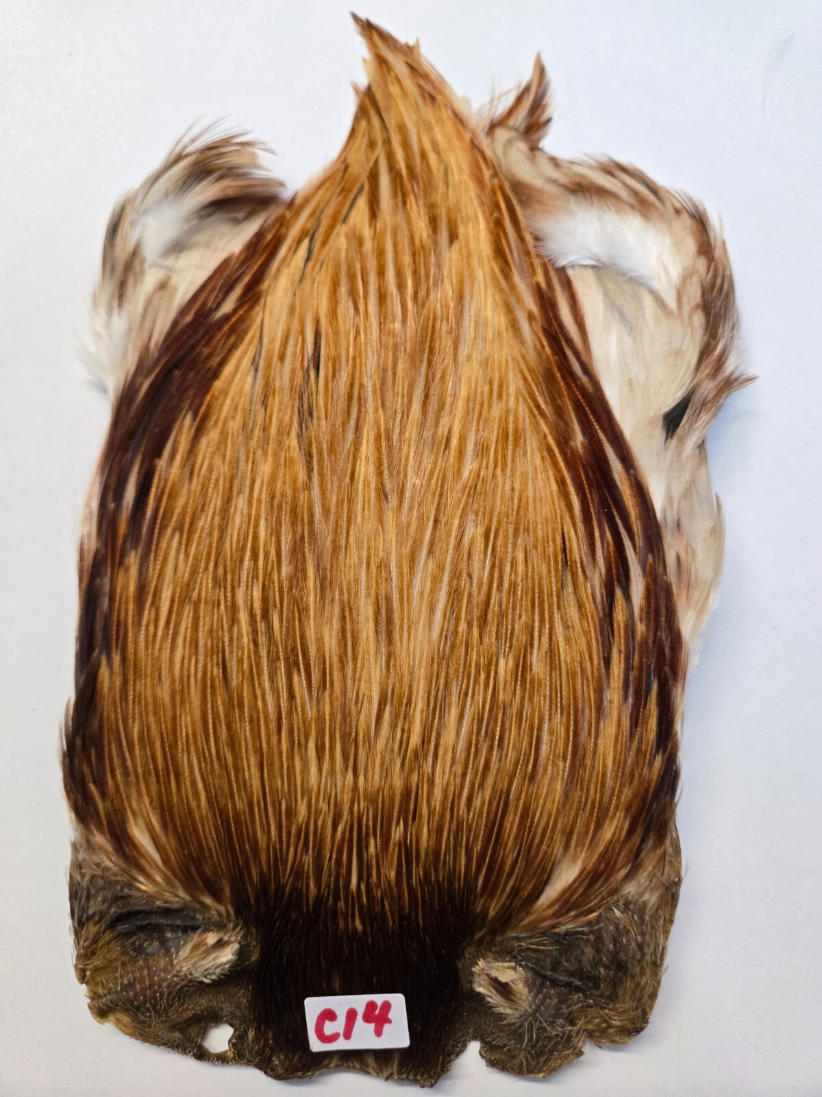 NATURAL SUPREME " Rooster Cock Neck "  #C14  Photo you see it what you get
