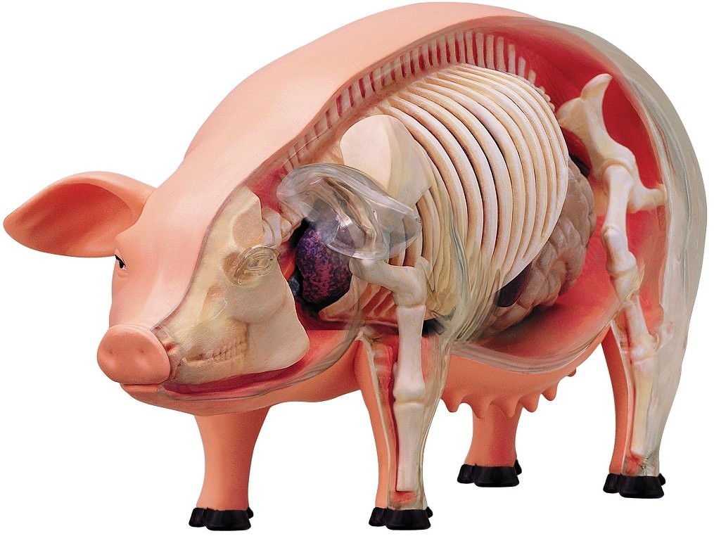 4D 26102 Vision Pig Anatomy Model, Color