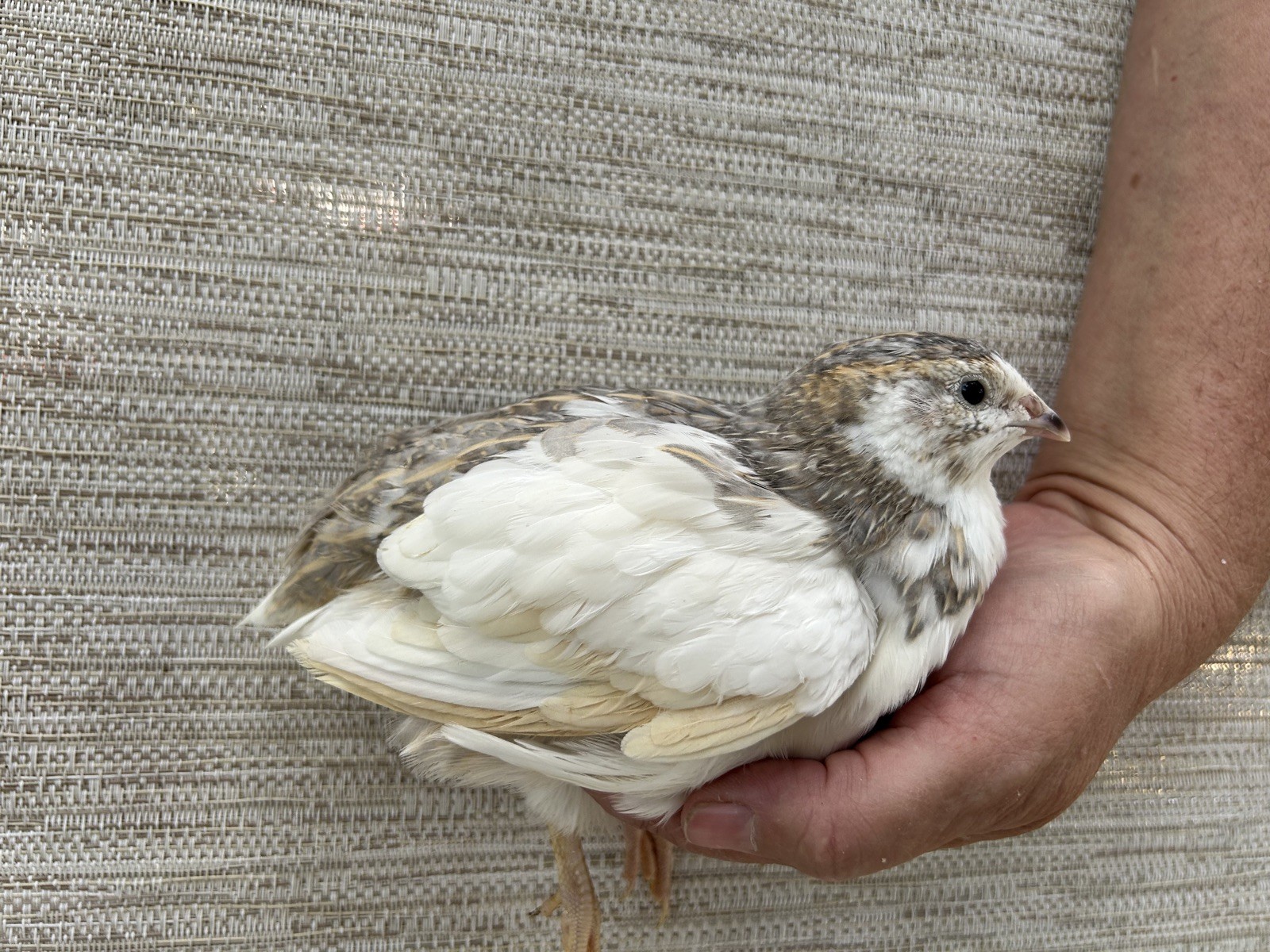 135++ Fertile Jumbo Multi Color Coturnix Quail Hatching Eggs