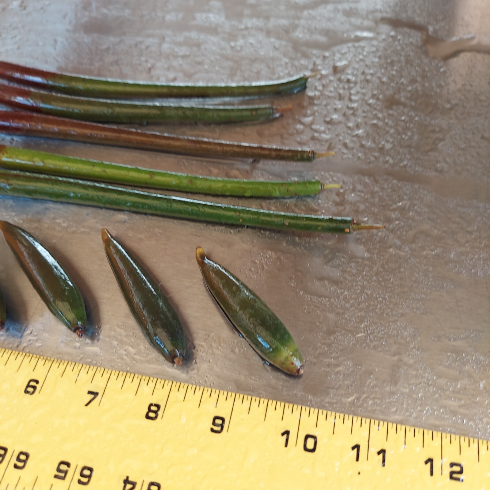 5 Red Mangrove Live Plants WITH ROOTS, 5 Oriental Orange Mangrove Seeds Aquarium