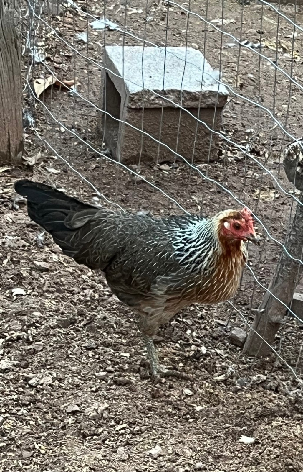 6+ Ayam Ketewa "Laughing Chicken" hatching eggs