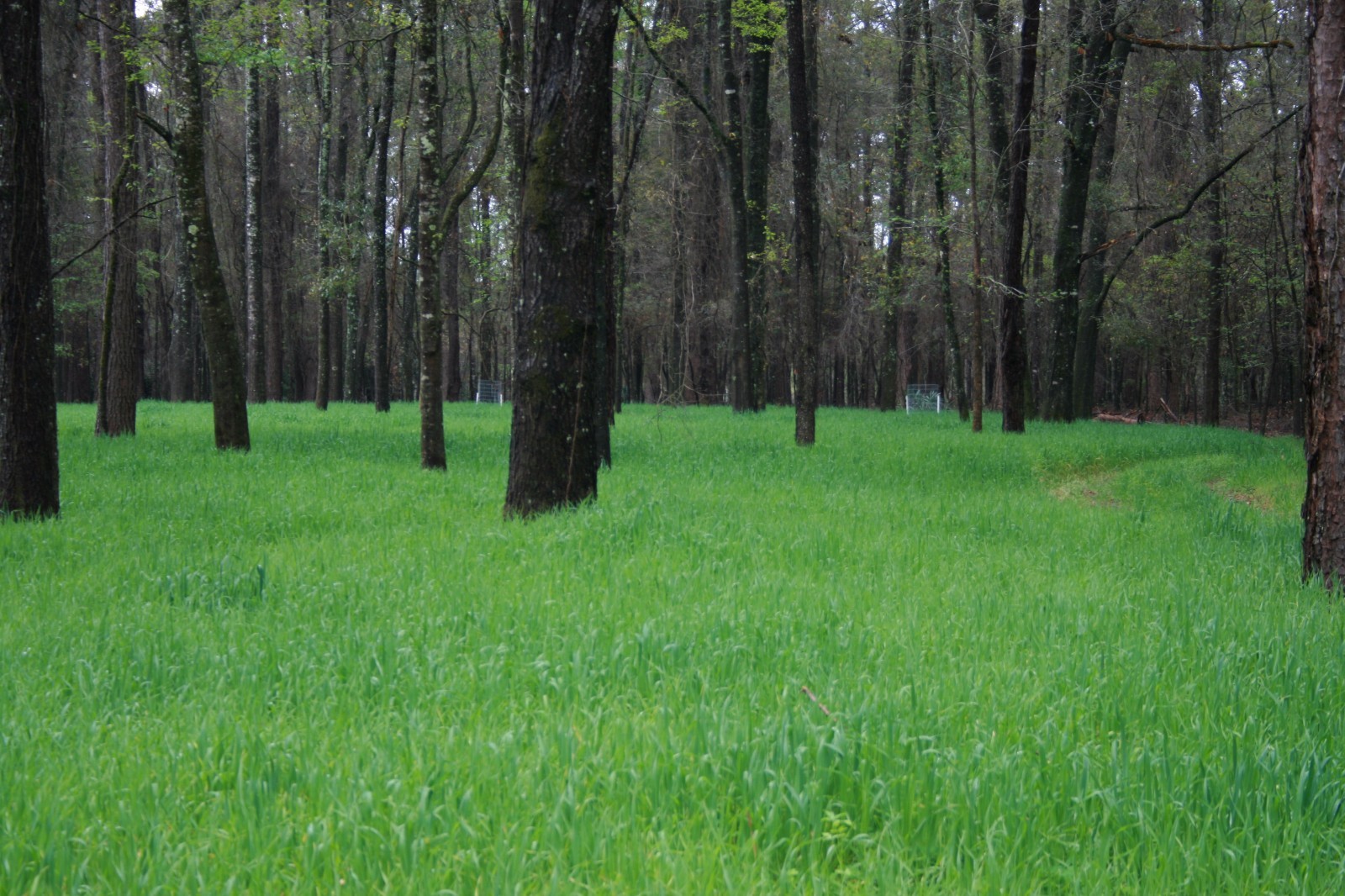 Buck Forage Oats Food Plot Seeds - 20 Lbs.
