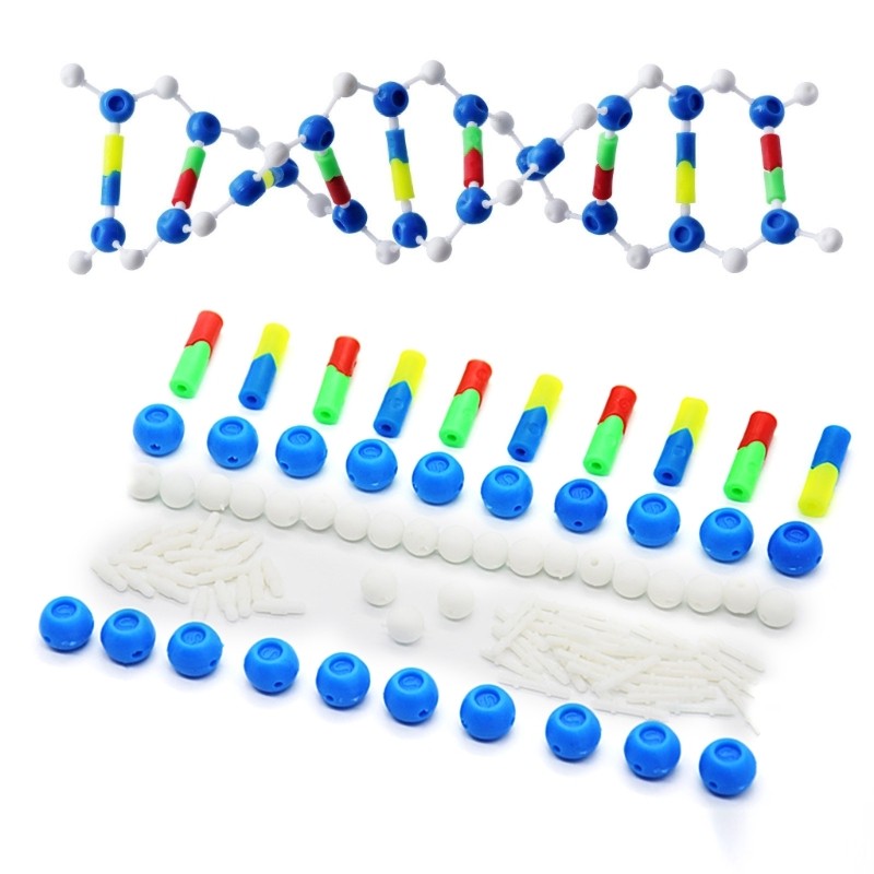 Double Helix DNA Models Set DNA Genetic Structure Models for Teaching