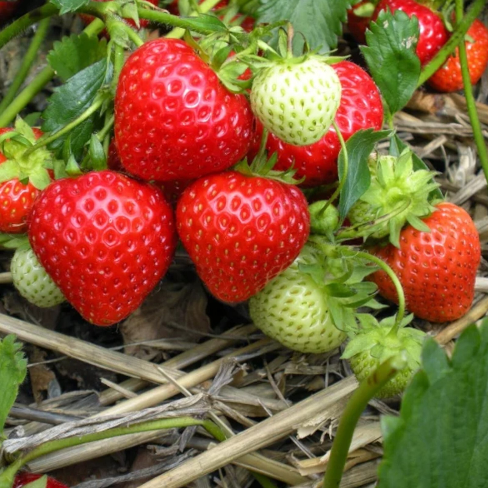 Cream Strawberry Seeds – 200 Seeds – Non-GMO Perennial Variety for Garden Beds