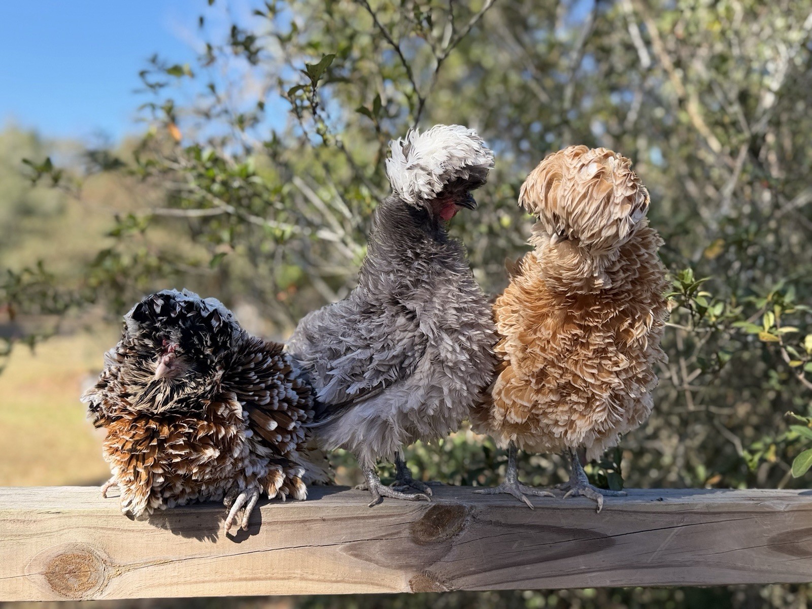 12+ Assorted Polish Hatching Eggs Tolbunt, Buff Laced, BBS