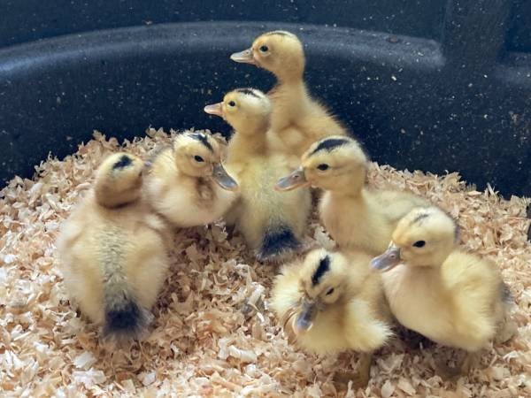 7+1 Silver Appleyard Duck Hatching Eggs Through Darling Farm.