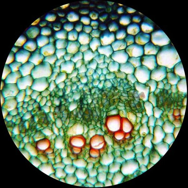 AmScope 25 Glass Prepared Zoological & Botanical Microscope Slides w Plastic Box